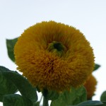 SONY DSC